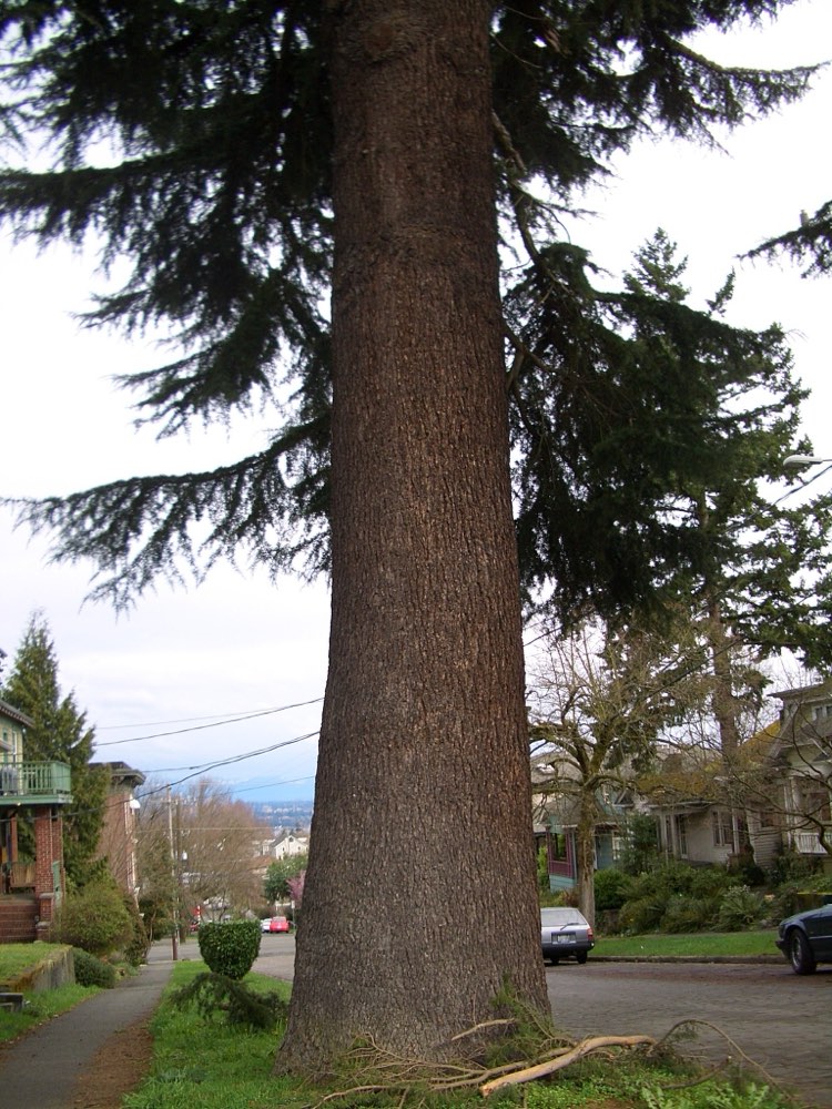 The trunk of a large Deodar cedar rising through a residential yard in Seattle's Capitol Hill neighborhood.