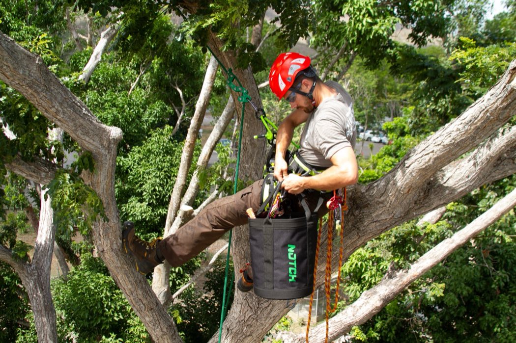 An arborist climbing a large tree to inspect and prune it.